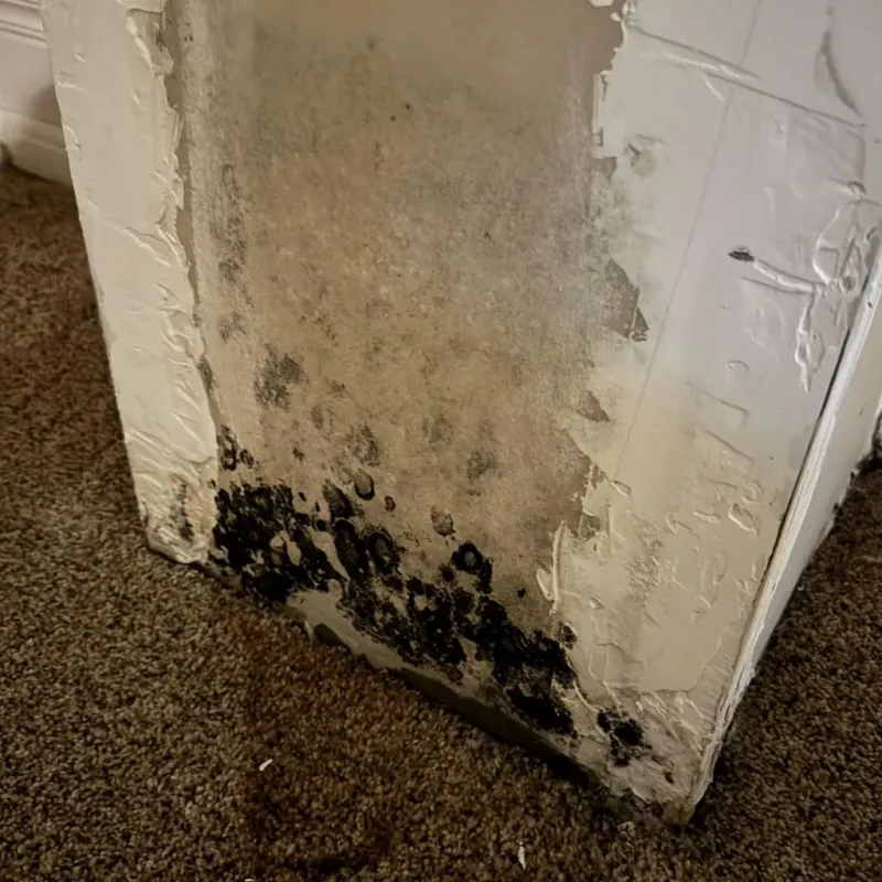 Professional Mold Removal in Bon Air, VA